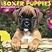 Just Boxer Puppies 2020 Wall Calendar (Dog Breed Calendar) by 