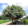 White Crape Myrtle Tree – Quart Containers, 6-12 inches Tall | Fast-Growing, White Flowering Live Plant for Outdoor Landscape, Garden & Patio (6 Pack)