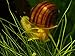 3 B-Grade Mystery Snails (Pomacea bridgesii - LARGE, live snails! 1/2 to 2+ inches) - Assorted Colors - Algae-eaters by Aquatic Arts