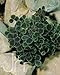 Midnight Shamrock Clover Perennial -Trifolium - Indoors or Out - 4" Pot