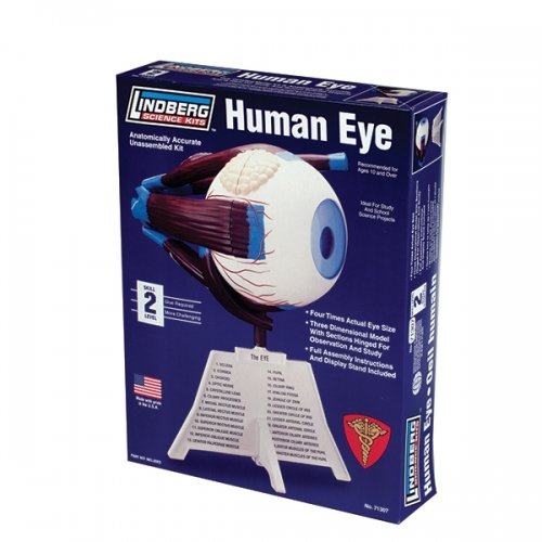 Lindberg human eye