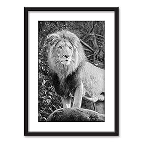 Framed Wall Art - Male Lion in Black White - Black Picture Frames White Matting - 23x31 inches