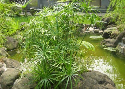 100 Umbrella Plant seeds Cyperus Alternifolius ornamental water plant