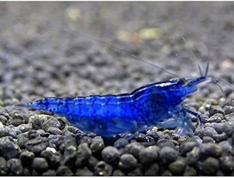 Amazon アリエル Ariel チェリーシュリンプ ブルーベルベット ダークブルー １０匹 死着補償サービス ２匹 ノーブランド品 観賞魚 水中生物 通販