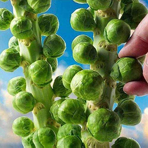 Mggsndi 200Pcs Home Organic Vegetable Brussels Sprouts Cabbage Brassica Oleracea Seeds - Heirloom Non GMO - Seeds for Planting an Indoor and Outdoor Garden Brassica Oleracea Seeds 200pcs - Thumbnail 2
