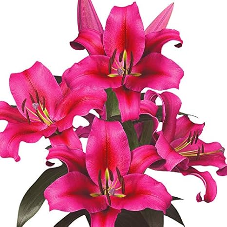 Amazon 国華園 花ユリ 球根 大球レッドカサブランカ パラッツォ 5球 Diy 工具 ガーデン