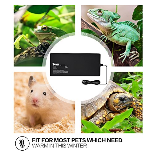 5 iPower+7+Inch+Reptile+Terrarium+Animals