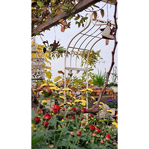 AAQQ Rosenbogen aus Metall, Blumen im Freien Gartenbogengitter, Robuste Gartenlaube aus Metall für Kletterpflanzen… – Bild 3
