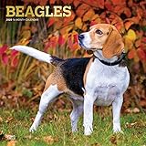 Beagles 2020 12 x 12 Inch Monthly Square Wall Calendar with Foil Stamped Cover, Animals Dog Breeds by