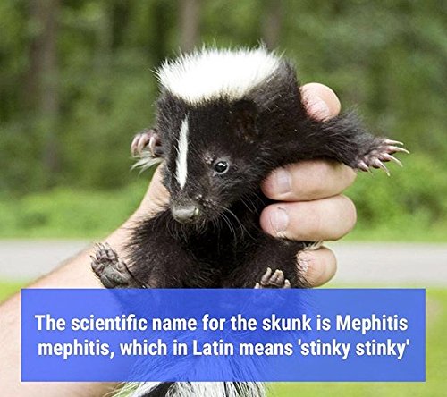 Stink Slayer- All Natural Skunk Odor Remover- Eliminates Skunk Odor From Pets, Fabrics & Carpets Without Rinsing or Washing! (22oz)