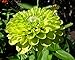 Green Envy Zinnia 100 Seeds/Seed -Vibrant!