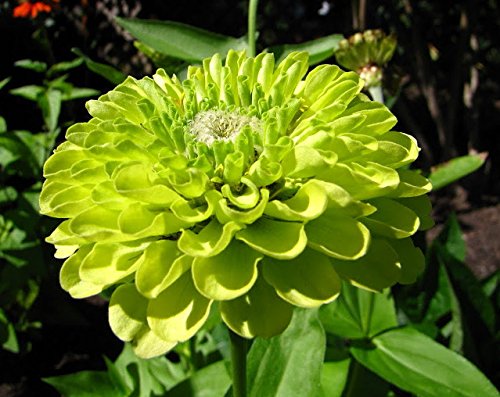 Green Envy Zinnia 100 Seeds/Seed -Vibrant! Green Envy Zinnia 100 Seeds/Seed -Vibrant!