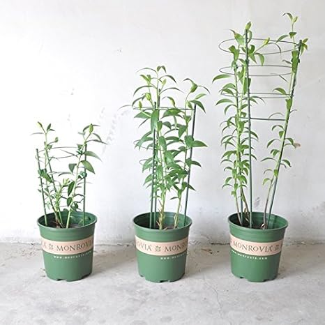 Wewoo Jardinería 2 pcs Escalada Rattan Planta Titulaire Redonda en ...