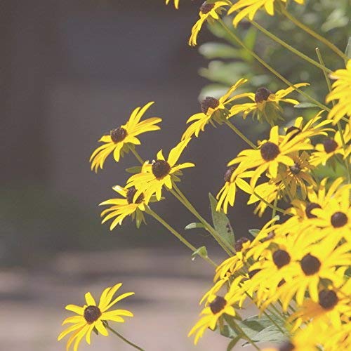 Amazon Com Brown Eyed Susan Photograph Fine Art Flower
