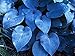 Halcyon Hosta - Gorgeous Medium Size Deep Green/Blue! - Live Plant - Quart Pot