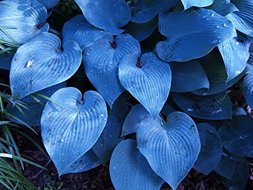 Halcyon Hosta - Gorgeous Medium Size Deep Green/Blue! - Live Plant - Quart Pot Halcyon Hosta - Gorgeous Medium Size Deep Green/Blue! - Live Plant - Quart Pot