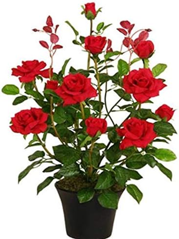 Idomeo Perennial Bonsai Mini Rose Tree Seeds Bonsai Plant Seeds Trees