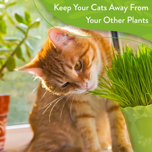 Cat Grass Seeds (6oz) Barley & Oat Seeds Mix Keep Pets Healthy with