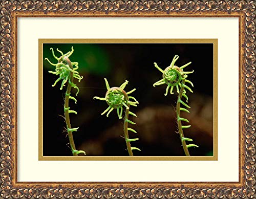 Framed Wall Art Print Deer Fern fiddleheads Pacific Coast North America by Gerry Ellis 17.62 x 13.62 - Thumbnail 6