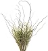 Green Floral Crafts Curly Willow Branches (Brown, 3-4 Feet)
