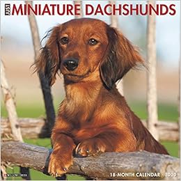 buy mini dachshund