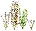 Marineland Multi-Pack Assorted Plastic Plants A1, 4, Tall (ML90540)