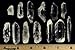 Fantasia Materials: 5 pcs of Brazilian Lemurian Seed Crystal Quartz - B Grade
