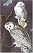 Audubon's Birds Of America (Tiny Folio)