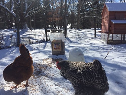 6 Hatortempt+1LBS+Dried+Mealworms+Chickens