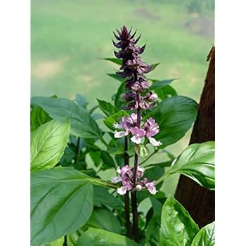 Amazon.com: Orgánica Tulsi – Holy Basil semillas – 300 mg ...