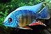 Aquarium Plants Discounts Taiwan Reef Cichild 2 Inches - Freshwater Live Tropical Fish