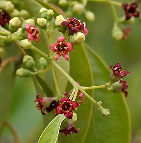 10 Seeds Santalum album Indian Sandalwood Plant
