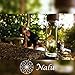 NALU SUN Tea Infuser Tumbler, Fruit Infusion Glass Bottle & Coffee Brewer - Stainless Steel 2-stage Filter/Strainer and No Plastic! 15.8 Ounces