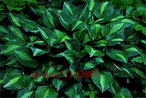 100pcs/bag hosta plants,Hosta 'Whirl Wind' in full shade,hosta flower,flower seeds,grass seeds,Ornamental Plants for home garden