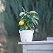 Santino ASTI 7.1 Inch Self Watering Planter Green-Gold/White for Indoor Plants - Premium Quality Modern Plastic Planter Pot w/ Water Level Indicator for All House Plants, African Violets and Dahlias