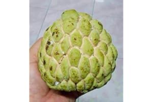 Tara-Garden 10 Seeds Sugar Apple Seed Sweet Annona Squamosa Thai Awesome Tropical Fruit Custard Apple