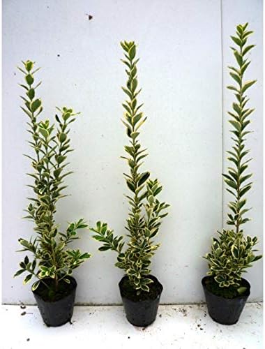 Amazon 苗 苗木 5本セット 斑入りマサキ 樹高0 3m前後 15cmポット 斑入り フイリマサキ マサキ まさき キンマサキ 苗木 植木 苗 庭木 生け垣 5本 5 植木