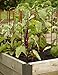 Gardener's Supply Company Pepper and Eggplant Garden Stakes | Upright Metal Vegetable Plant Supports | Sturdy V -Shape Stackable Ladder Trellis | 6
