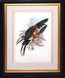 Pteroglossus Aracari