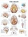 The Brain Anatomical Chart Poster Print - 20x26