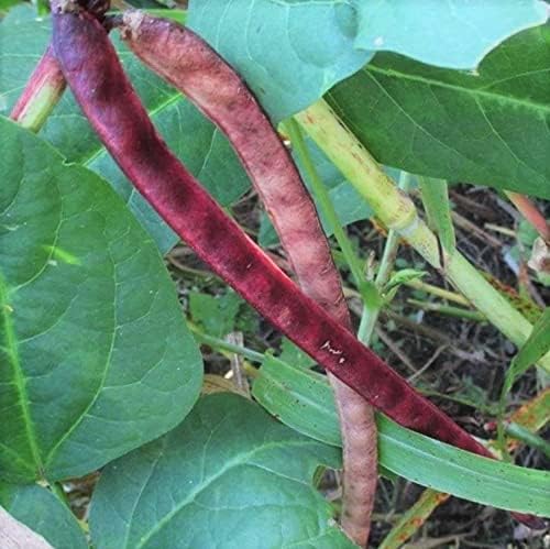Red Ripper Packet سعر - Red Ripper Cowpea Seeds - 50+ Count Packet - For 2024 Non GMO USA ...
