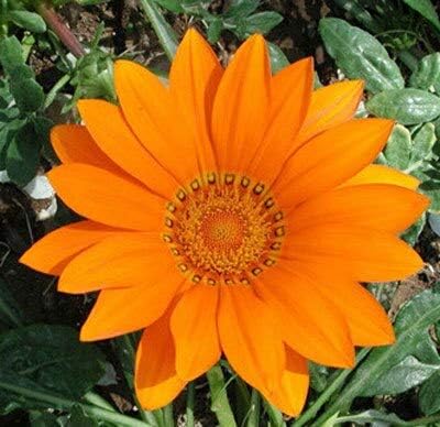 Amazon ガザニアの種 ガザニアの鉢植えの種 ガザニアの花の種 バラエティー完了 出芽率99 混合色 10個 バッグ Diy 工具 ガーデン