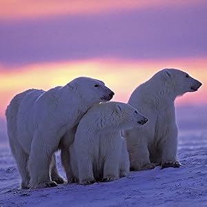 Polar Bears