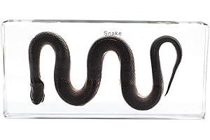 Water Snake Specimens Animal Specimen in Acrylic Block Paperweights Science Education Classroom Specimens Resin Collection Sc