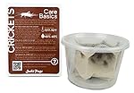 1/2" Banded Crickets (72 Count)