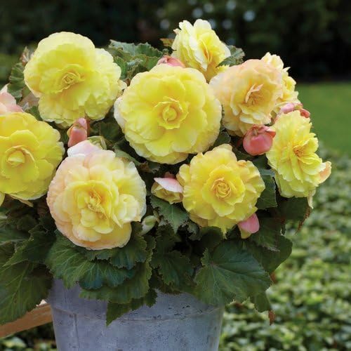 Strawberries & Cream Begonia - 2 Bulbs