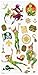 Disney Peter Pan Sticker