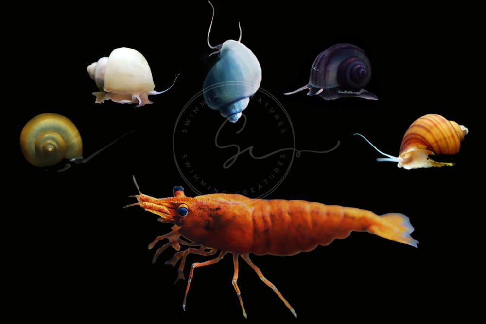 Swimming Creatures™ Neocaridina Shrimps with Assorted Mystery Snails, Freshwater Aquarium, Live (20 Orange + 3 Mystery Snail) Image