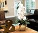 Homeseasons LED Pre Lit Lighted Single Stem Phalaenopsis Silk Orchid Arrangement-Battery Operated Lighted Artificial Orchid Plant(White)