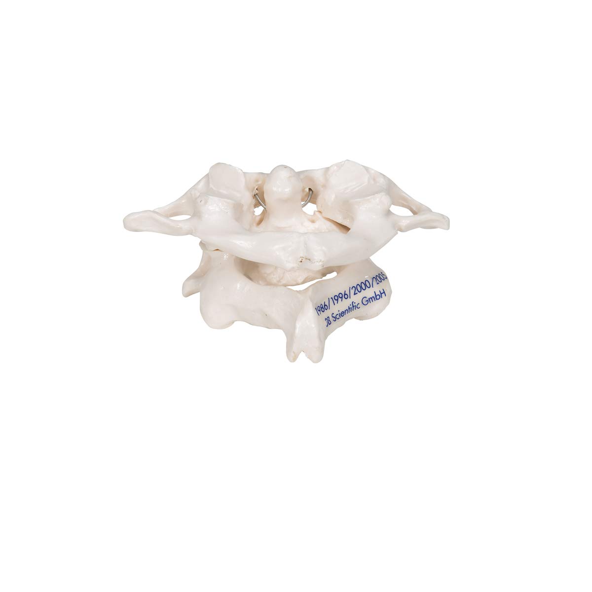 3B Scientific A71 Atlas and Axis, No Stand + free Anatomy App - 3B Smart Anatomy - Image 5